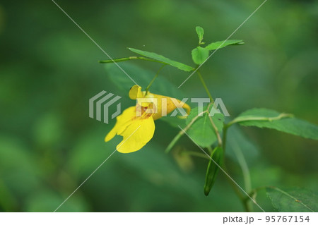 キツリフネ キツリフネ 95767154