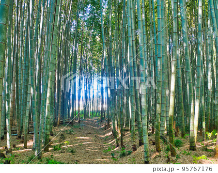 竹林と光の自然風景・和のイメージ(日本の緑の植物) 竹林と光の自然風景・和のイメージ(日本の緑の植物) 95767176