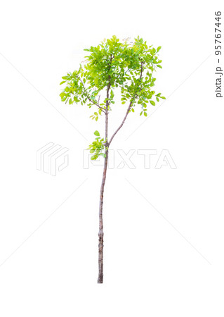 tree isolated on white background tree isolated on white background 95767446
