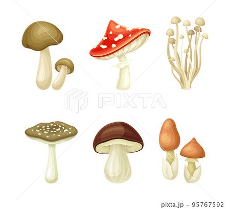 Wild forest edible and poisonous mushrooms set vector illustration 95767592