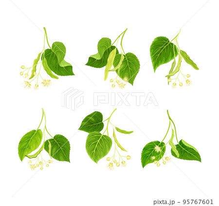 Blooming linden twigs set. Tilia Cordata tree sprigs with green leaves and flowers vector illustration Blooming linden twigs set. Tilia Cordata tree sprigs with green leaves and flowers vector illustration 95767601