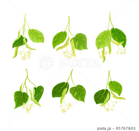 Blooming linden twigs with green leaves and flowers set. Tilia Cordata blossoming spring branches vector illustration Blooming linden twigs with green leaves and flowers set. Tilia Cordata blossoming spring branches vector illustration 95767603