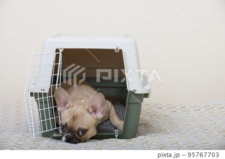 A French Bulldog dog lies in a large plastic box for transporting animals, lying on a soft bedding with its head on the floor. The dog is ready to travel. A French Bulldog dog lies in a large plastic box for transporting animals, lying on a soft bedding with its head on the floor. The dog is ready to travel. 95767703