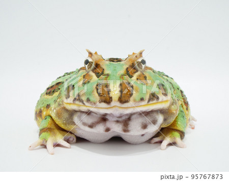 正面から見たクランウェルツノガエル 95767873