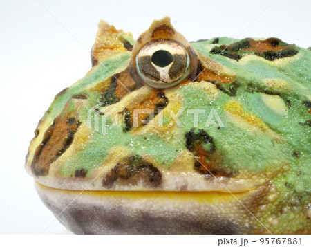 クランウェルツノガエルの横顔のアップ クランウェルツノガエルの横顔のアップ 95767881