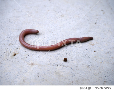 コンクリートの上に出てきたミミズ コンクリートの上に出てきたミミズ 95767895