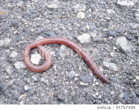 アスファルトの上のミミズ アスファルトの上のミミズ 95767896