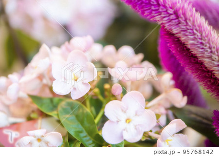 においざくら においざくら 95768142