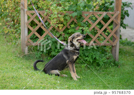 The dog walks in the summer in a public park on a leash. The concept of pets and responsibility and care for pets 95768370