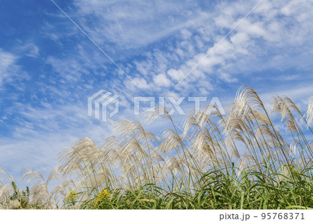 【秋イメージ】ススキと青空 95768371