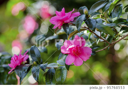 サザンカ サザンカ 95768553