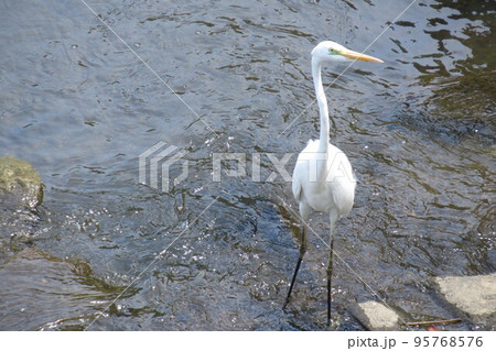 白鷺・・・5月の陽ざしに白さが際立っていました 白鷺・・・5月の陽ざしに白さが際立っていました 95768576