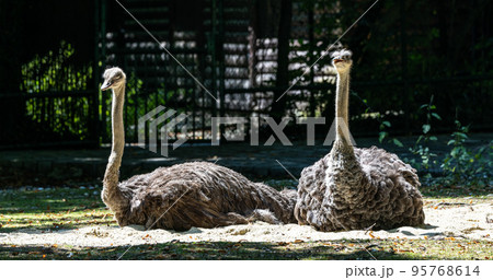 The common ostrich, Struthio camelus, or simply ostrich 95768614