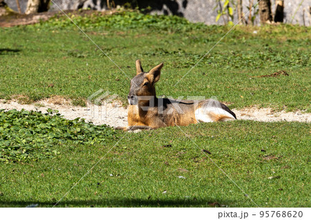 Patagonian Mara, Dolichotis patagonum are large relatives of guinea pigs 95768620