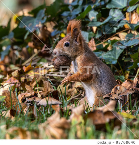 Eurasian red squirrel, Sciurus vulgaris at Old North Cemetery of Munich, Germany 95768640