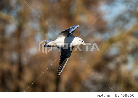 The European Herring Gull, Larus argentatus is a large gull The European Herring Gull, Larus argentatus is a large gull 95768650