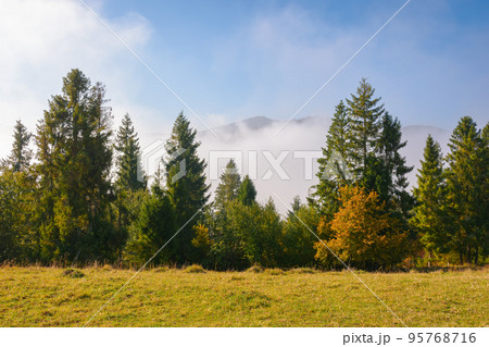 coniferous forest on the grassy hillside meadow. fog rising up in to the blue sky. cold sunny morning in autumn coniferous forest on the grassy hillside meadow. fog rising up in to the blue sky. cold sunny morning in autumn 95768716
