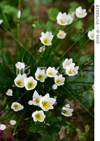 純白色のタマスダレ 純白色のタマスダレ 95768828