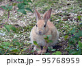 大久野島の可愛いウサギたち 95768959