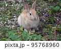 大久野島の可愛いウサギたち 95768960