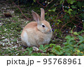 大久野島の可愛いウサギたち 95768961