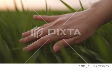 farmer hand touches ears green wheat sunset. griculture. business concept. production cultivation nutritious wheat green field. farmer countryside works summer farm. wheat plantation. healthy food farmer hand touches ears green wheat sunset. griculture. business concept. production cultivation nutritious wheat green field. farmer countryside works summer farm. wheat plantation. healthy food 95769025