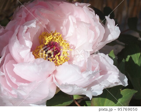 牡丹・八重桜 95769050
