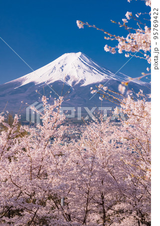 《山梨県》富士山と桜・春の新倉山浅間公園 95769422