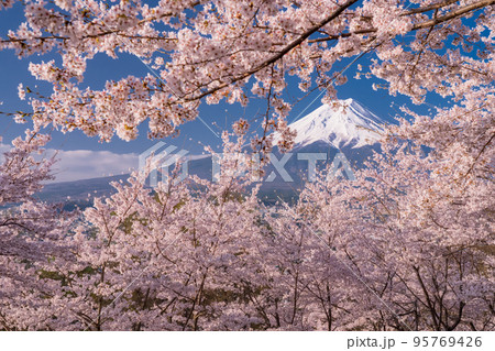 《山梨県》富士山と桜・春の新倉山浅間公園 95769426
