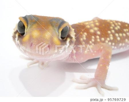 大きな黒目のアンダーウッディサウルスミリー 95769729