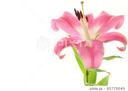 大輪のユリ　オリエンタルハイブリッド系　ピンク色の花　明るい背景 95770040