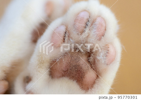 猫の肉球 猫の肉球 95770301
