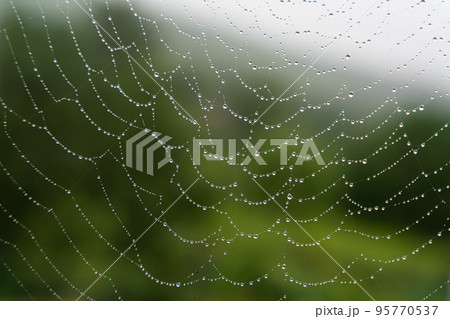 Beautiful natural background with a necklace of water drops on a cobweb in the grass in spring summer. The texture of the dew drops on the web in nature macro macro with soft focus. 95770537