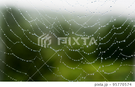 Beautiful natural background with a necklace of water drops on a cobweb in the grass in spring summer. The texture of the dew drops on the web in nature macro macro with soft focus. Beautiful natural background with a necklace of water drops on a cobweb in the grass in spring summer. The texture of the dew drops on the web in nature macro macro with soft focus. 95770574