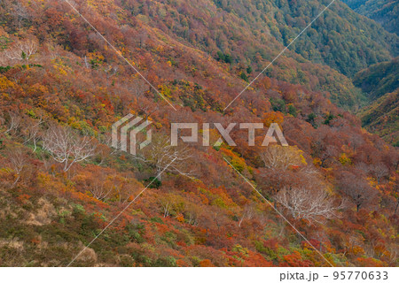 三方岩岳の紅葉 岐阜県 三方岩岳の紅葉 岐阜県 95770633