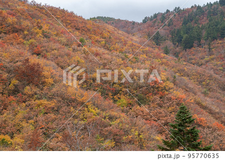 三方岩岳の紅葉 岐阜県 三方岩岳の紅葉 岐阜県 95770635