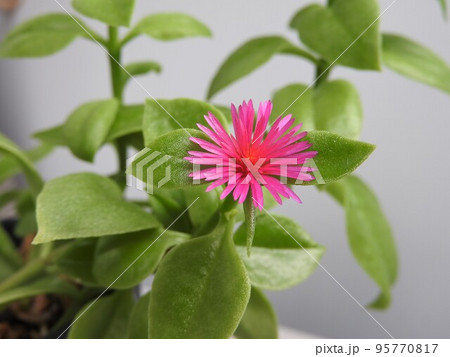 ベビーサンローズの花 95770817