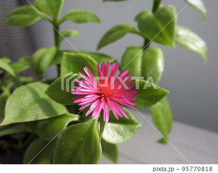 ベビーサンローズの花 95770818