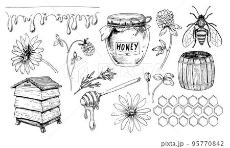 Honey vector set. Drawing of jar and bumple Honeybee. Sketch of beehive and dripper spoon. Wild flowers chamomile and clover for production in vintage hand drawn style on white isolated background Honey vector set. Drawing of jar and bumple Honeybee. Sketch of beehive and dripper spoon. Wild flowers chamomile and clover for production in vintage hand drawn style on white isolated background 95770842