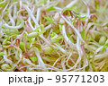 Mash bean sprout 95771203