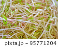 Mash bean sprout 95771204
