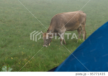 Cows graze in the meadow near the tent, fog in the mountains after the rain. Cows graze in the meadow near the tent, fog in the mountains after the rain. 95771435