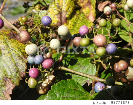 ノブドウの実 95771873