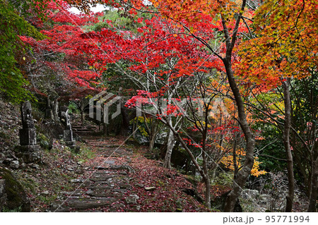 竹谷山渓谷の紅葉 竹谷山渓谷の紅葉 95771994