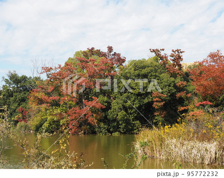 秋の万代池公園 秋の万代池公園 95772232