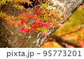 もみじのコントラスト 95773201
