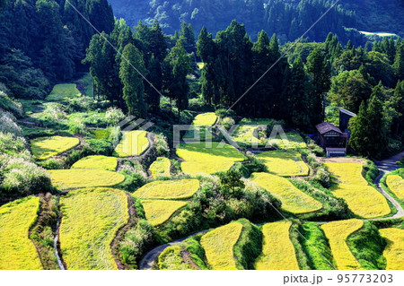 外之沢の棚田 95773203