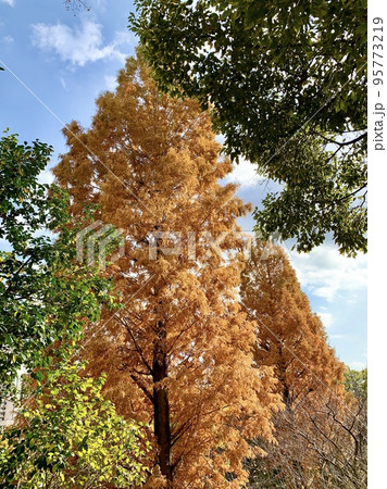 メタセコイアの紅葉 岡崎公園 愛知県岡崎市 の写真素材