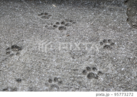 猫の肉球の足跡が残ったコンクリートの道 猫の肉球の足跡が残ったコンクリートの道 95773272