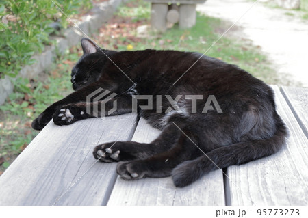 椅子の上で昼寝をする黒猫 椅子の上で昼寝をする黒猫 95773273